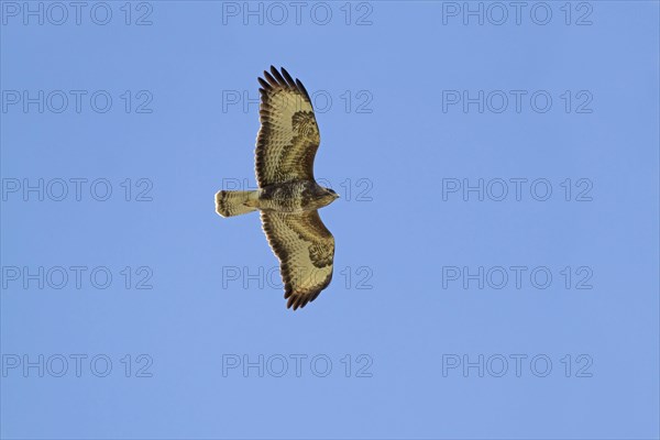 Common Buzzard