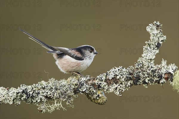 Long-tailed tit