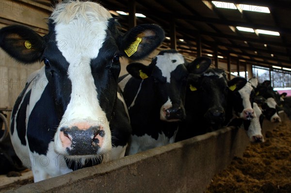 Cattle farming