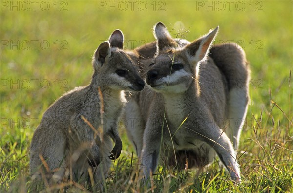 Whiptail wallaby