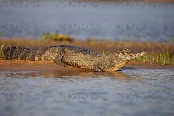 Spectacled Caiman