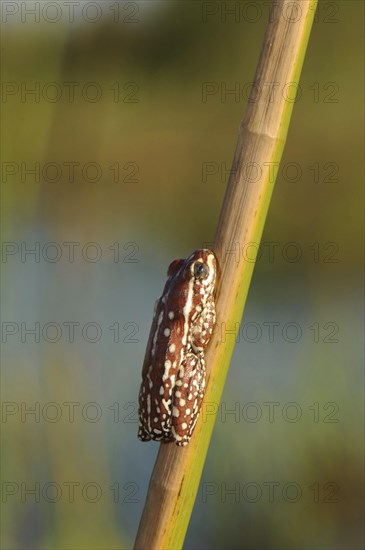 Marbled Reed Frog