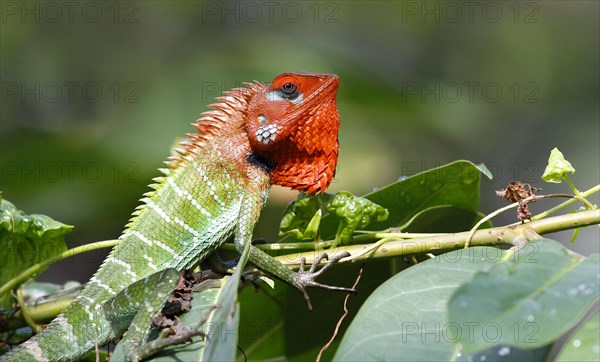 Green wood lizard