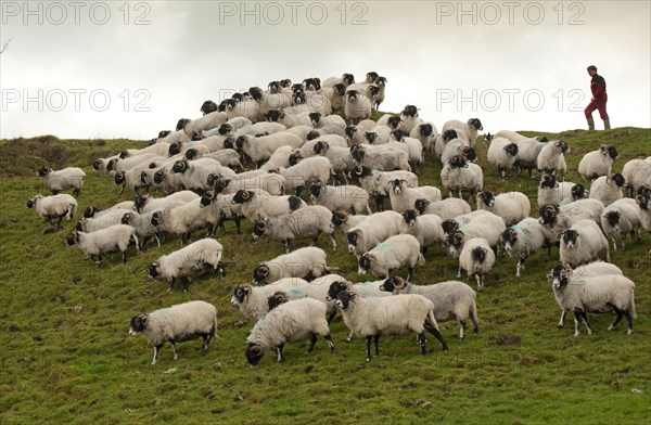 Domestic sheep