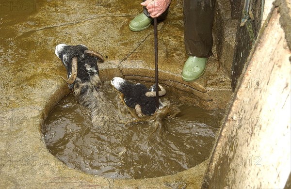 Sheep farming