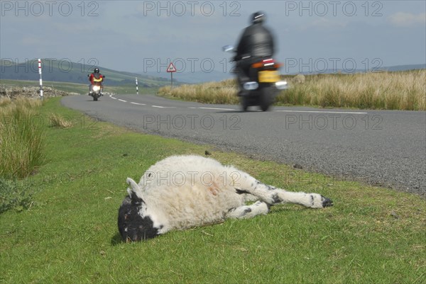 Domestic Sheep