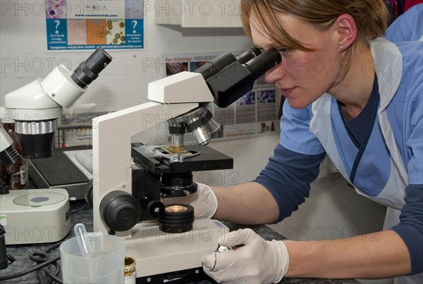 Performing a faecal egg count in sheep faeces to check the level of parasite infestation