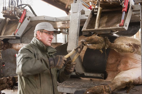 Farmer trimming hooves of cattle at hoof trimming farm