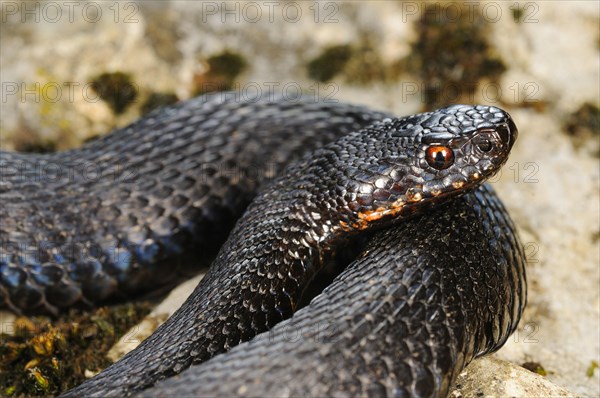 European Adder