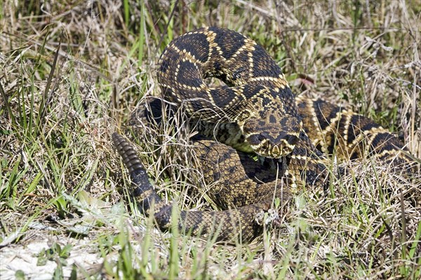 Eastern Diamondback Rattlesnake