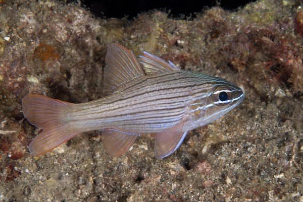 Many-lined Cardinalfish