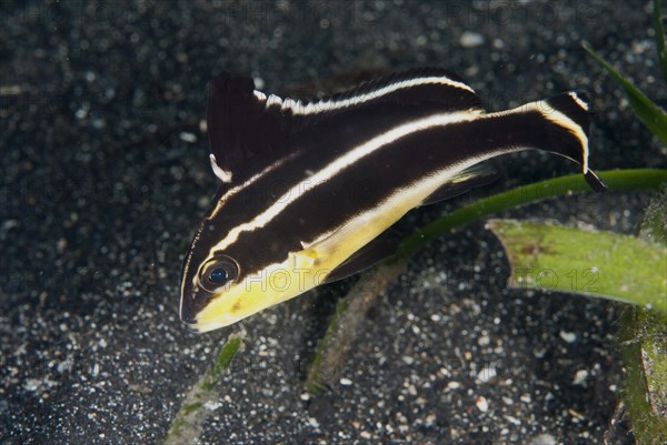 Painted sweetlips