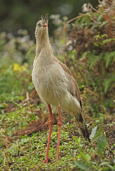 Red-legged Seriema