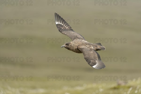 Great Skua