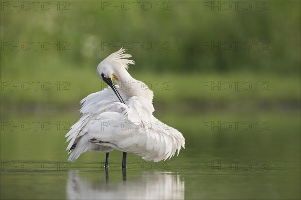 Eurasian spoonbill