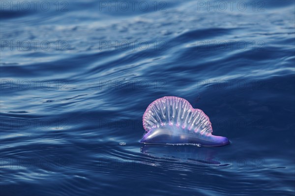 Portuguese Man of War