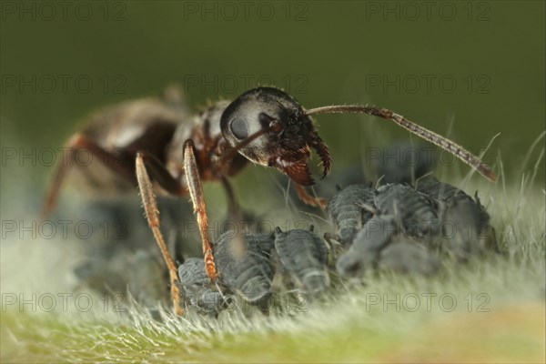 Black Garden Ant