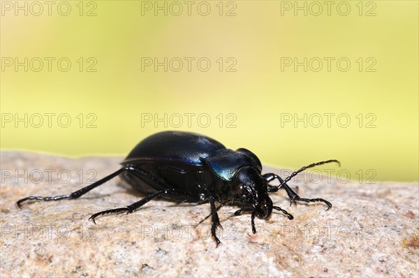 Violet Ground Beetle