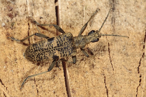 Adult black-spotted blackspotted pliers support beetle