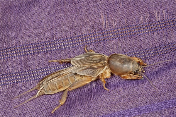 Oriental mole cricket