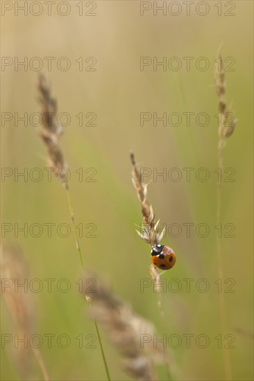 Seven-spot Ladybird