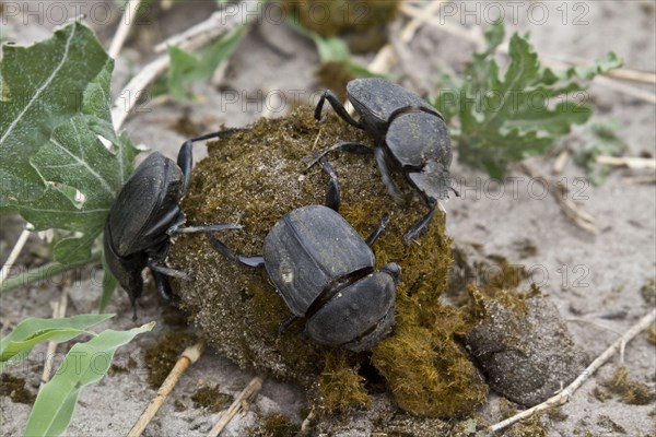 Dung beetles on manure making a ball that rolls away and is buried with its egg in it