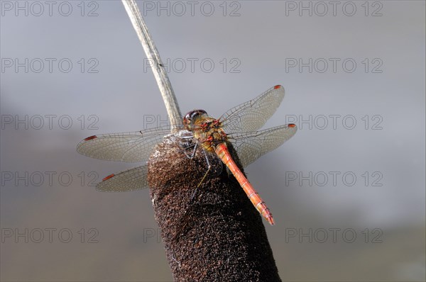 Common darters