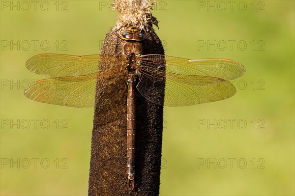 Brown hawker