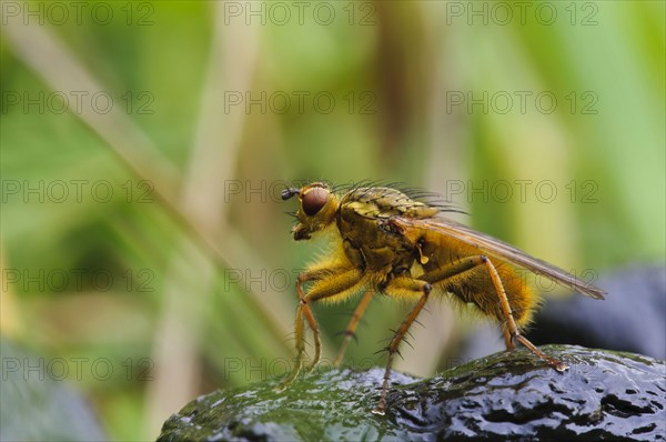 Yellow Dungfly