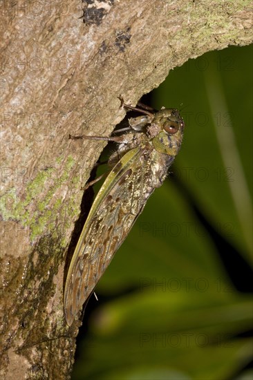 Cicada