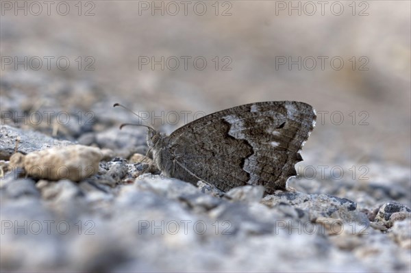 Brush-footed butterfly