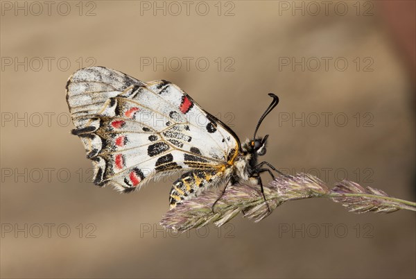 Eastern Festoon