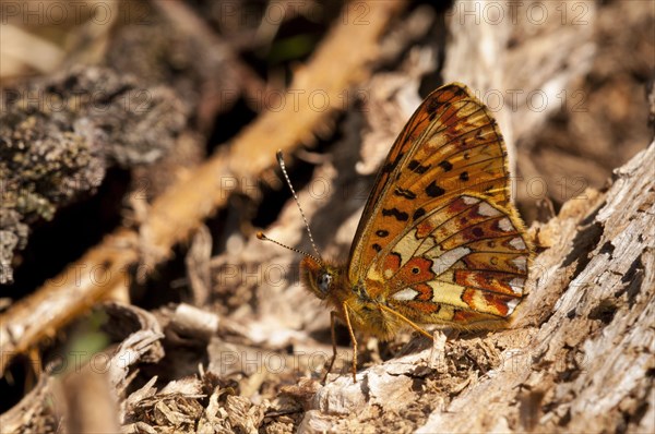 Pearl-bordered Fritillary