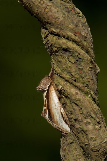 Lesser Swallow Prominent