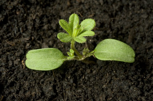 Seedling cleavers or goosegrass