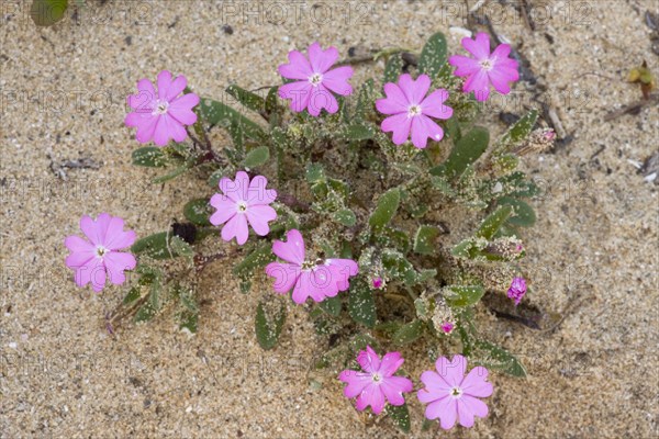 Shore Campion