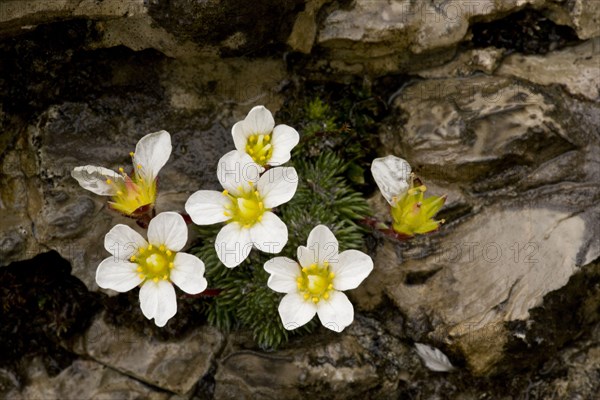 One-flowered Cushion Saxifrage