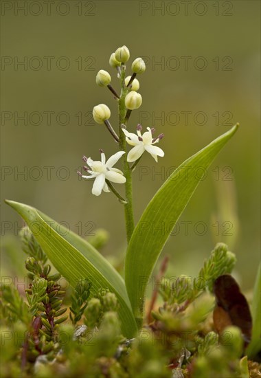 Flowering trifoliate salomon seal