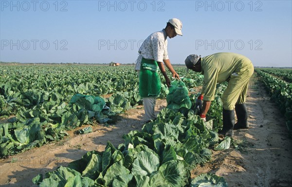 Vegetable cabbage