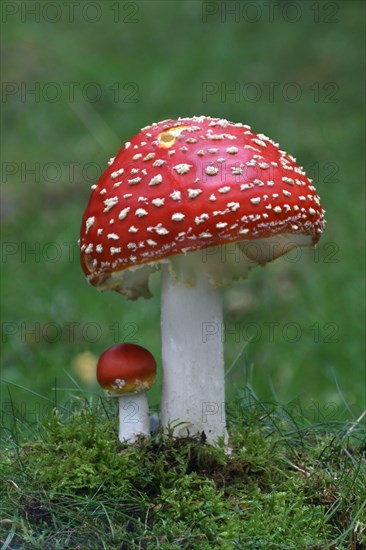 Fruiting body of fly agaric