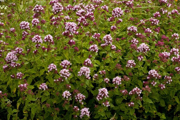 Flowering oregano