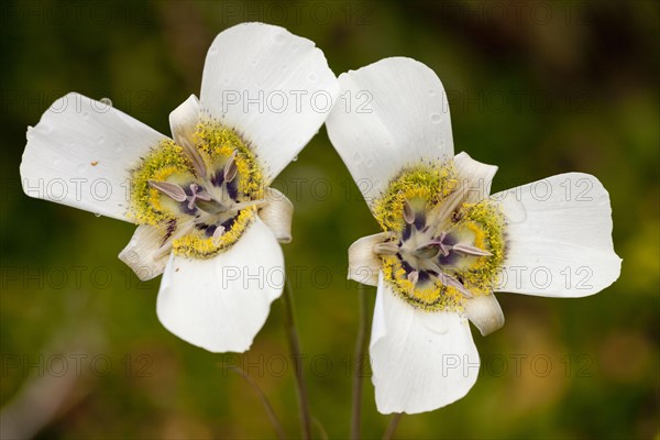 Gunnison's Mariposa Lily
