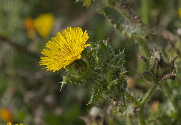 Bristly Oxtongue