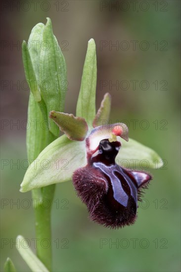 Black ophrys