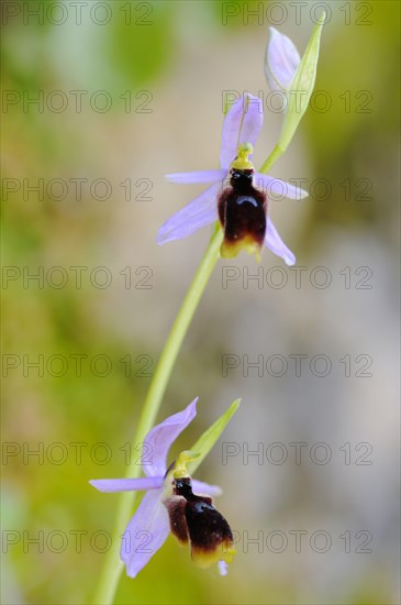 Moon orchid