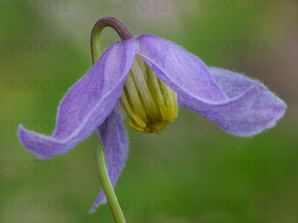 Blue clematis