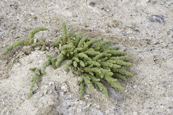 Perennial glasswort