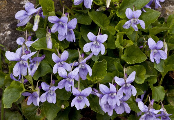 Early Dog-violet