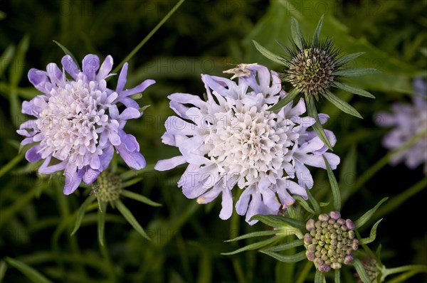 Small Scabious