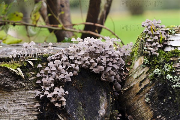 Fairy Inkcap